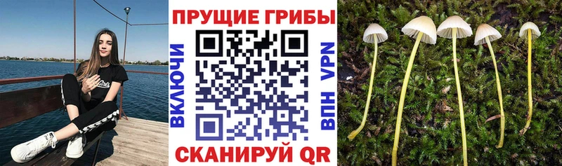 Псилоцибиновые грибы мицелий  Купить закладки  Дербент 